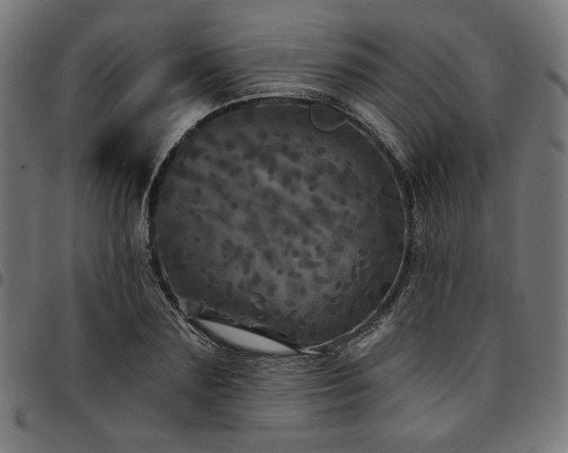 X0000095530883200712141500