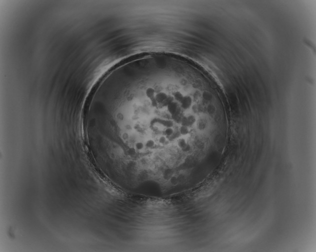 X0000095530887200712141500