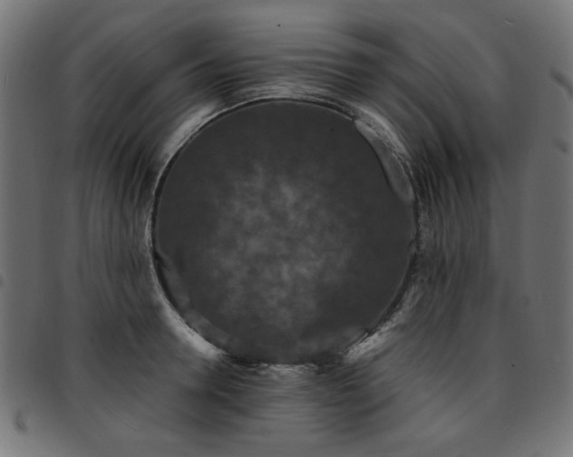 X0000095530946200712141459