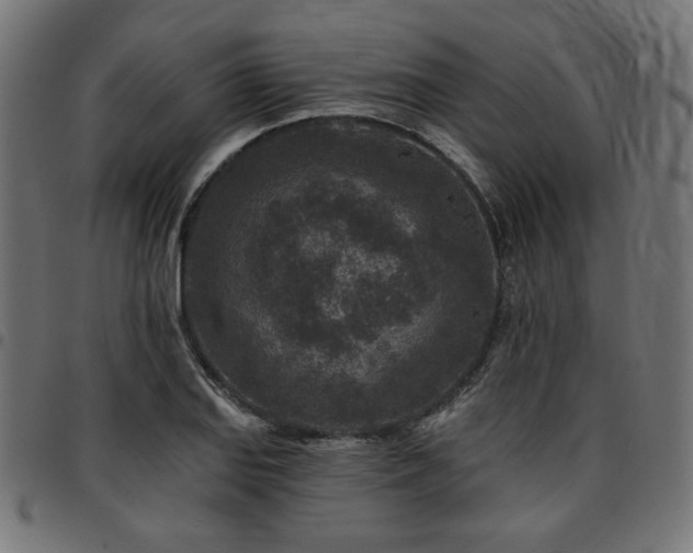 X0000095531127200712141456
