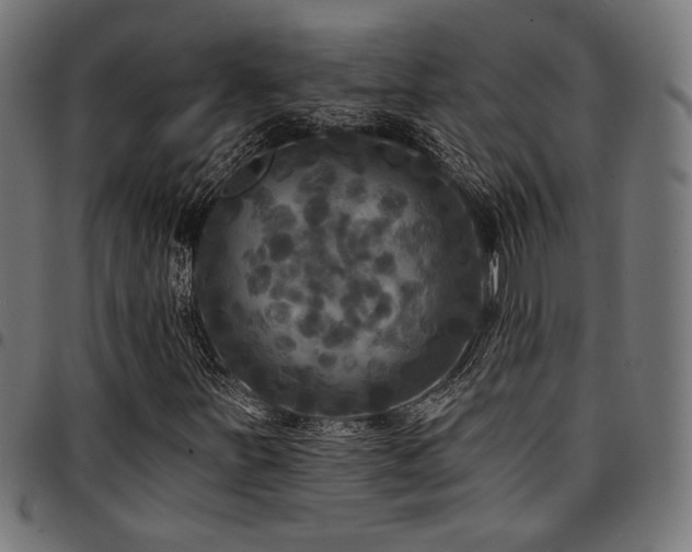X0000095531251200712141455
