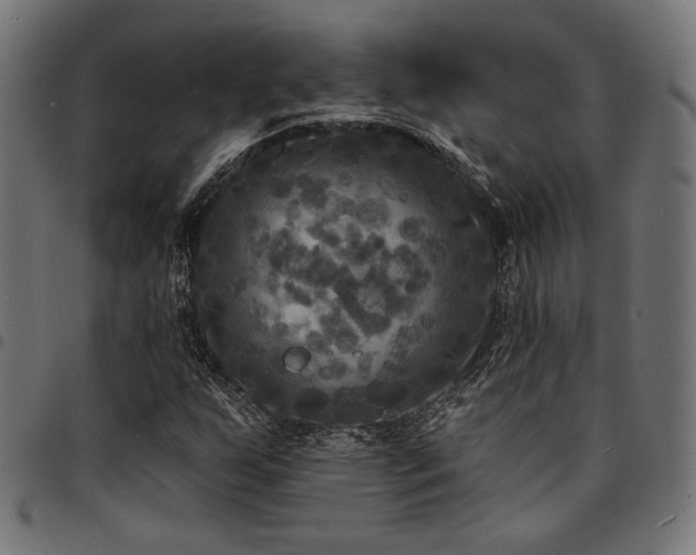 X0000095531255200712141455