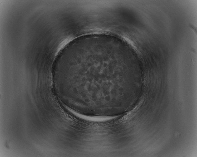 X0000095531267200712141454