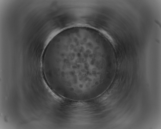 X0000095531287200712141454