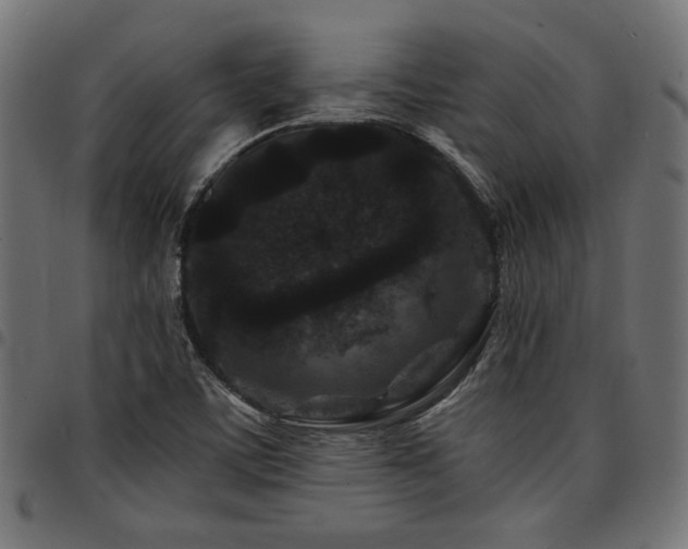 X0000095531459200712141451