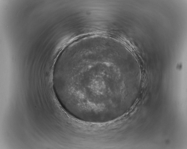 X0000095530002200712211336