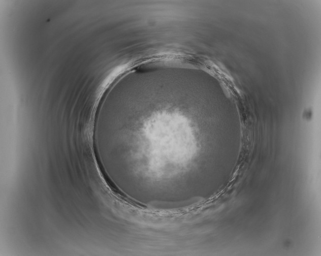 X0000095530003200712211336
