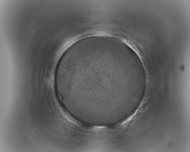 X0000095530055200712211334