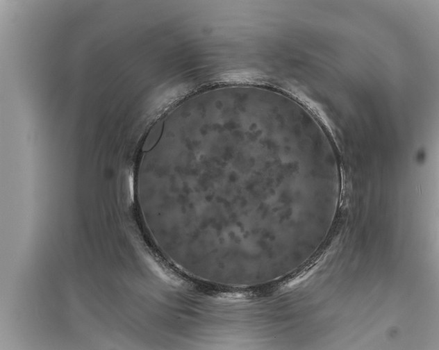 X0000095530061200712211335