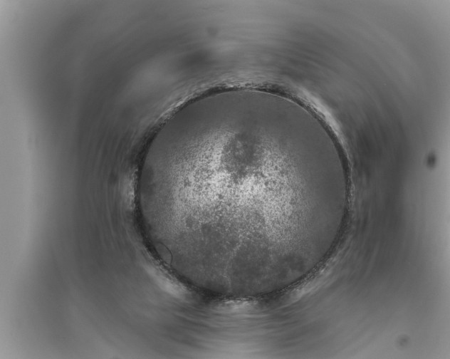 X0000095530065200712211335
