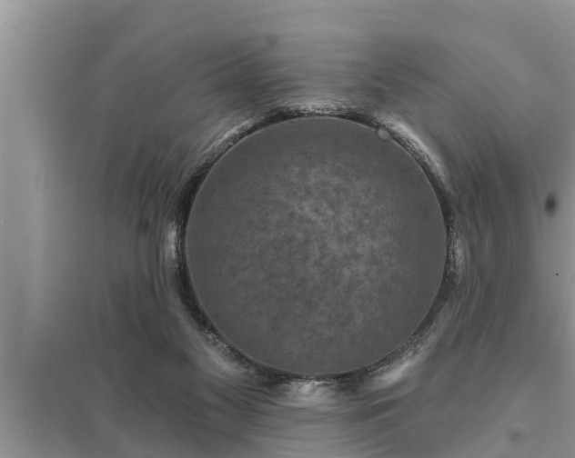 X0000095530117200712211334