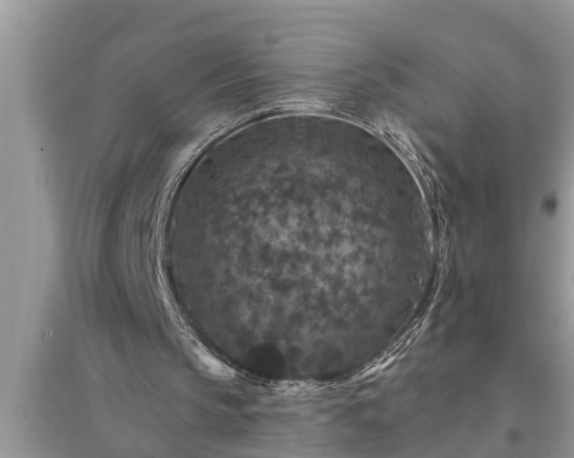 X0000095530145200712211333