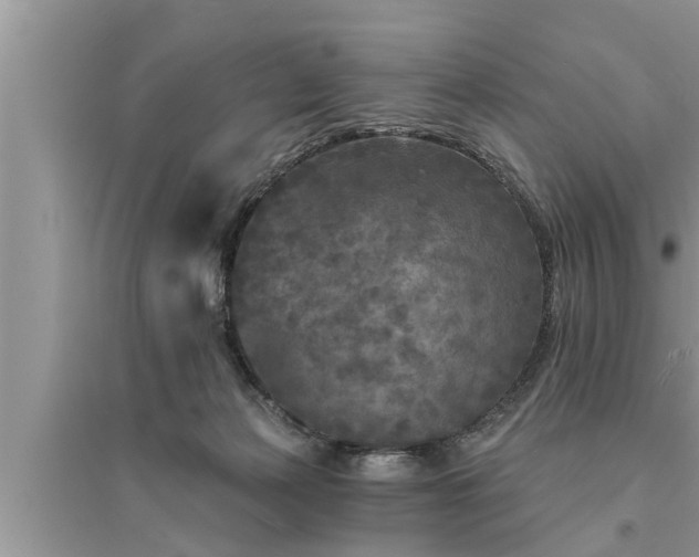 X0000095530173200712211333