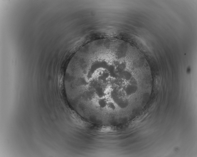 X0000095530177200712211334