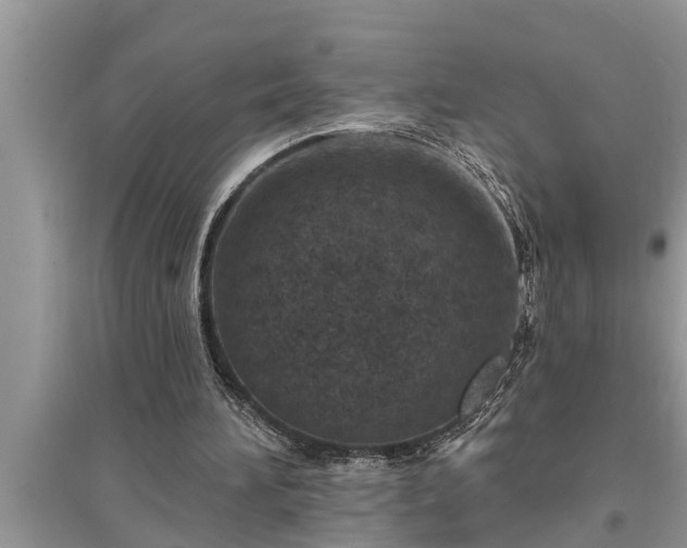 X0000095530196200712211333