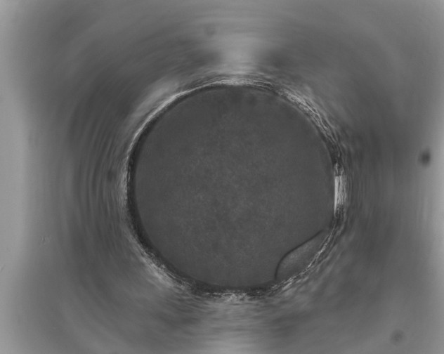 X0000095530243200712211332