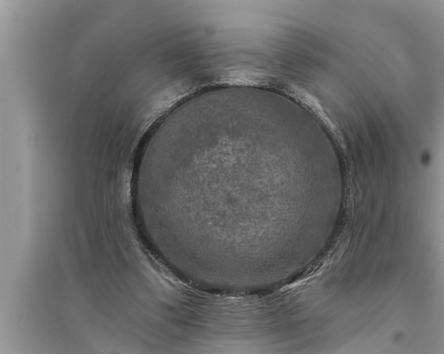 X0000095530299200712211332