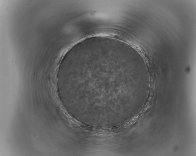 X0000095530337200712211330