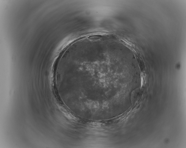 X0000095530339200712211330