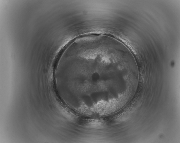 X0000095530347200712211330