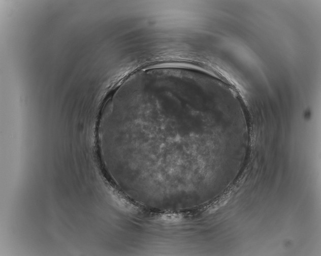 X0000095530353200712211330