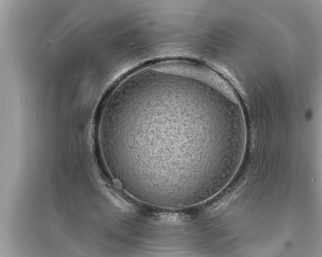X0000095530439200712211329