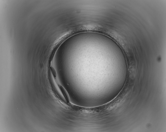 X0000095530442200712211329