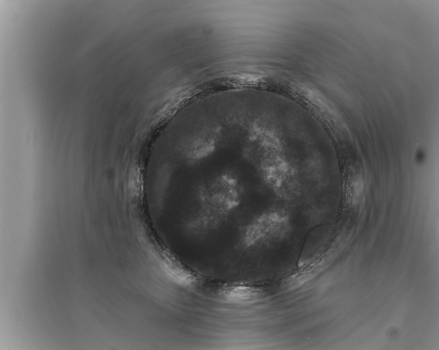 X0000095530467200712211329