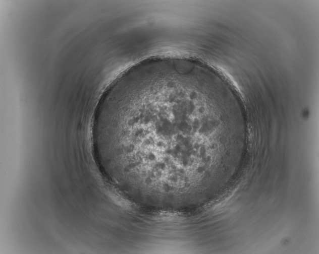X0000095530487200712211329