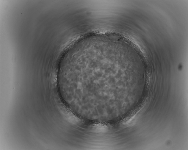 X0000095530545200712211327