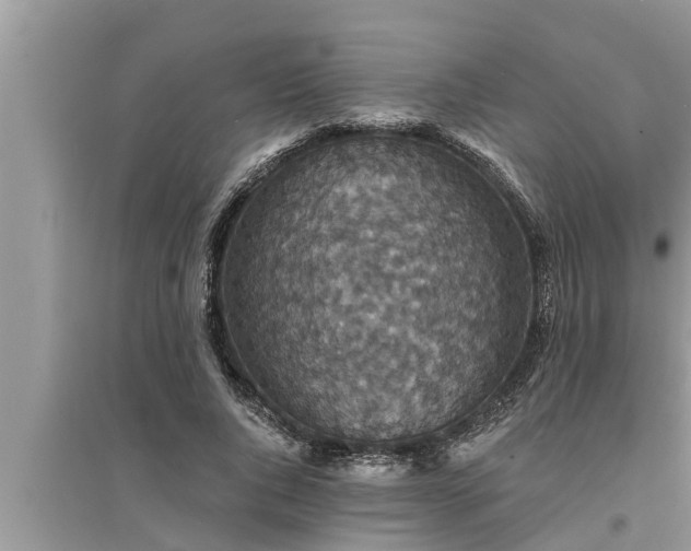 X0000095530736200712211325