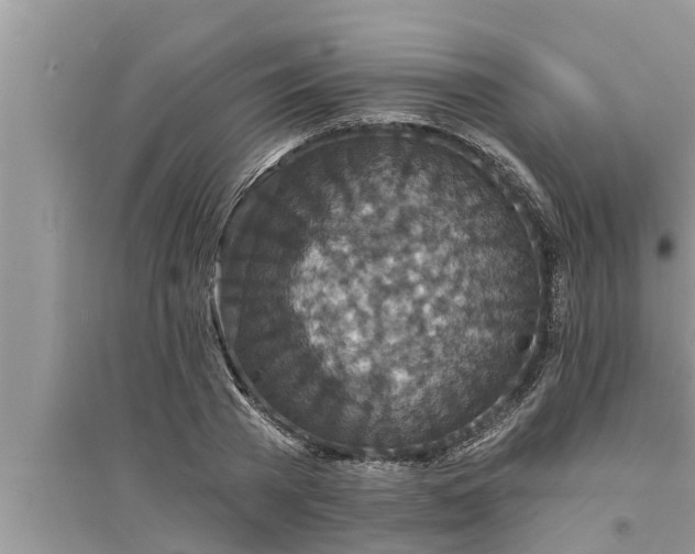 X0000095530785200712211324