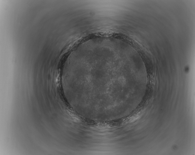 X0000095530818200712211323