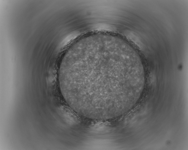 X0000095530824200712211323