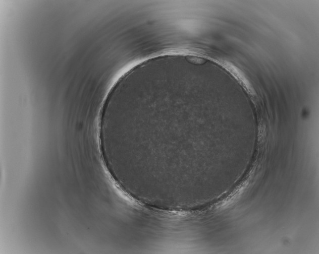 X0000095530854200712211324