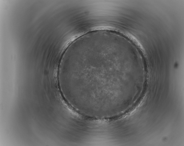 X0000095530937200712211322