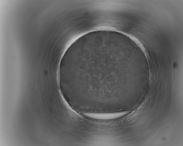 X0000095531295200712211317