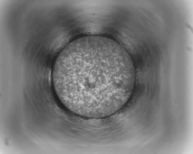 X0000095530024200712281531