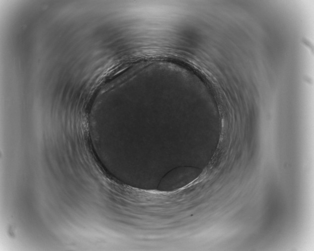 X0000095530048200712281531