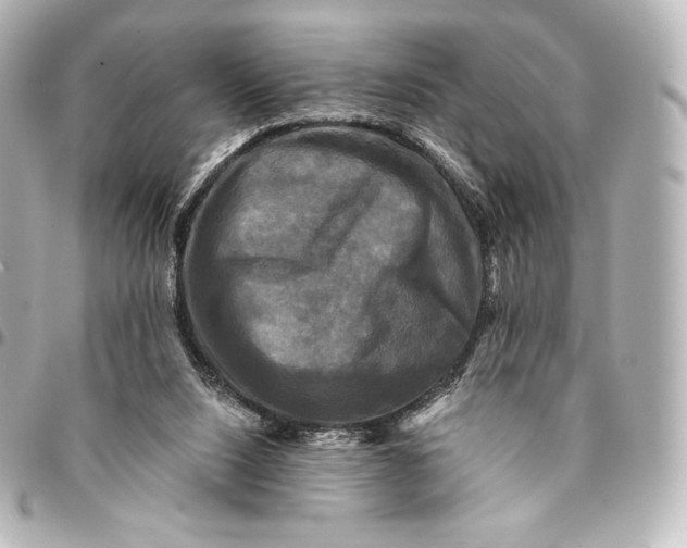 X0000095530064200712281531