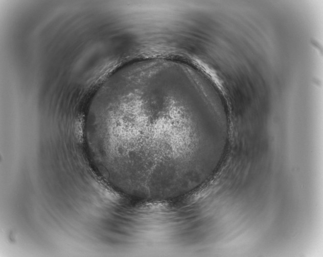 X0000095530065200712281531