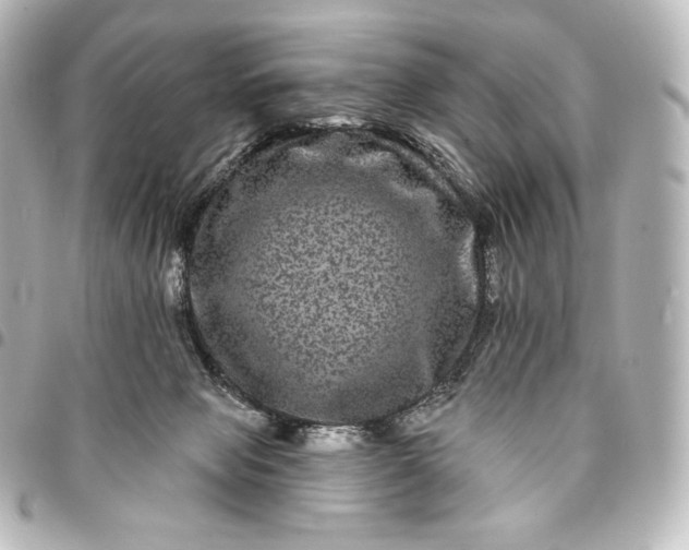 X0000095530077200712281531