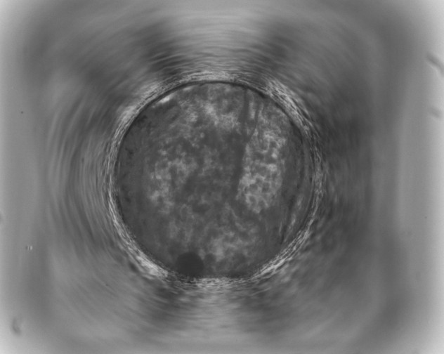 X0000095530145200712281529