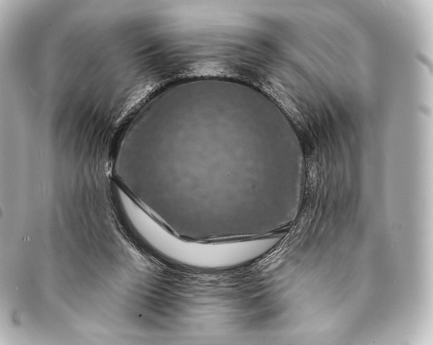 X0000095530160200712281529