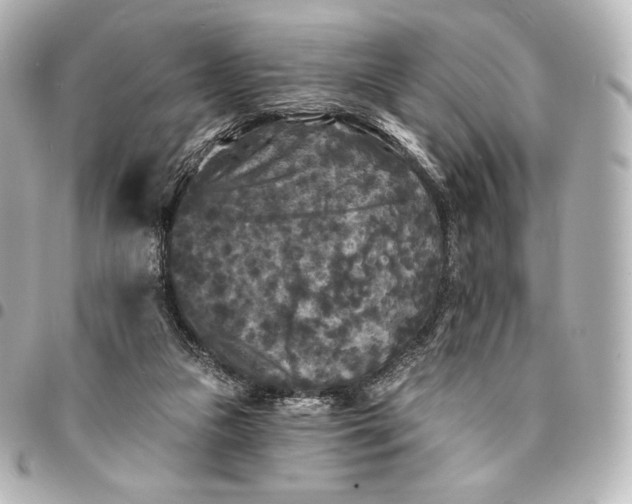 X0000095530161200712281529