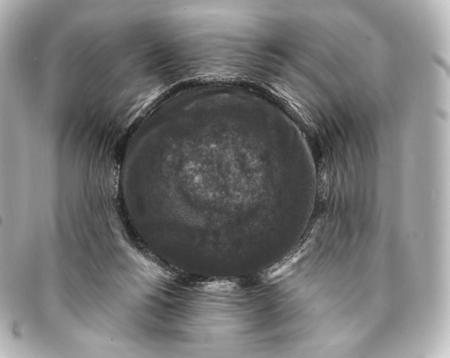 X0000095530168200712281529