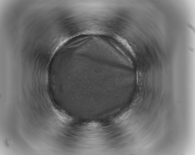 X0000095530204200712281529