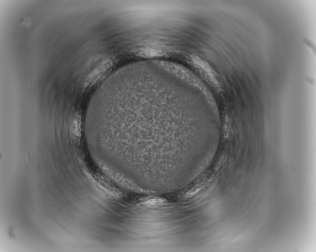 X0000095530210200712281529