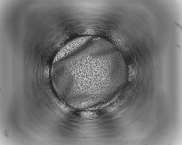 X0000095530230200712281528