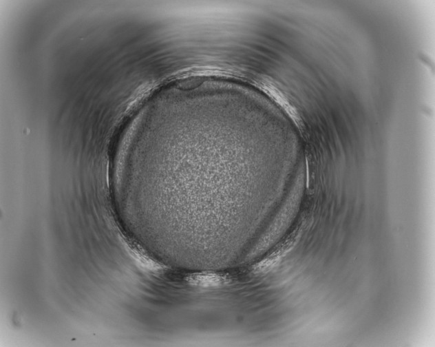 X0000095530253200712281528